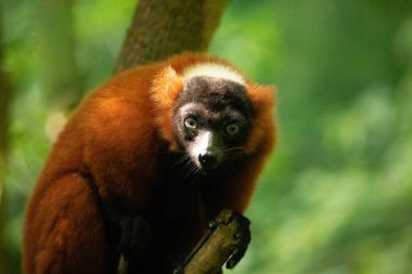 Kırmızı yakutlu lemur, Varecia Rubra, dalın üstünden izliyor. Berlin Hayvanat Bahçesi 'nde nadir görülen bir koruma ve bakım. Sevimli hayvan. Canlı doğa arkaplanı.