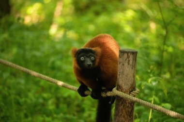 Kırmızı yakutlu lemur, Varecia Rubra, dalın üstünden izliyor. Berlin Hayvanat Bahçesi 'nde nadir görülen bir koruma ve bakım. Sevimli hayvan. Canlı doğa arkaplanı.