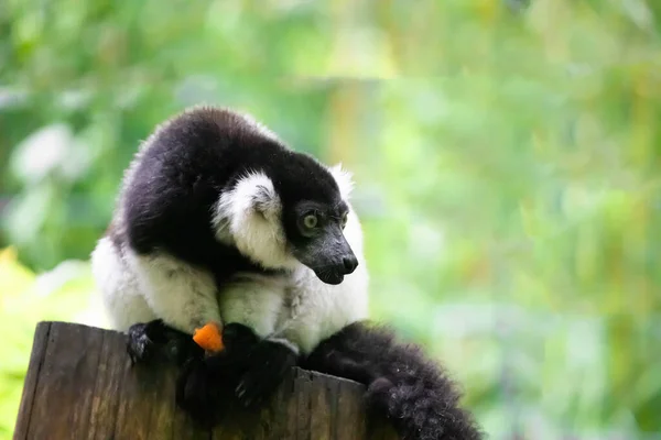 Negro Blanco Ruffed Lemur Lindo Animal Fondo Natural Vívido Raro —  Fotos de Stock