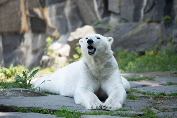 有趣的白北极熊以滑稽的姿势坐在柏林动物园里玩耍 大自然的动物背景 保护野生动物和全球变暖概念 图库图片