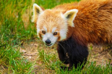 Kırmızı panda yürüyen ağacı yakın plan. Canlı doğal bir geçmişi var. Nesli tükenmekte olan nadir hayvanların korunması, hayvanat bahçeleri ve seyahat ulusal park konsepti. Berlin Hayvanat Bahçesi