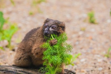 Uzun, güzel kuyruklu kırmızı yüzlü bebek lemur. Berlin hayvanat bahçesinde korunan küçük sevimli Madagaskar Hayvanat Bahçesi. Doğa geçmişi. Nadir bulunan hayvanlar güvenlik kavramını