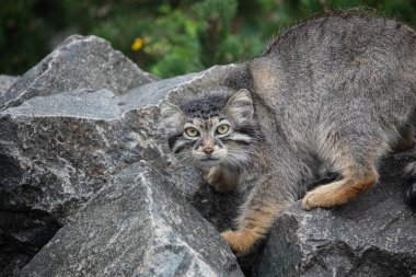 Pallas 'ın kedisi Manul Otocolobus Manul Asya' dan tatlı gri kedi. Vahşi yaşam sahnesi. Kayalık bir dağ yaşam alanında oturuyorlar. Doğal arkaplan.