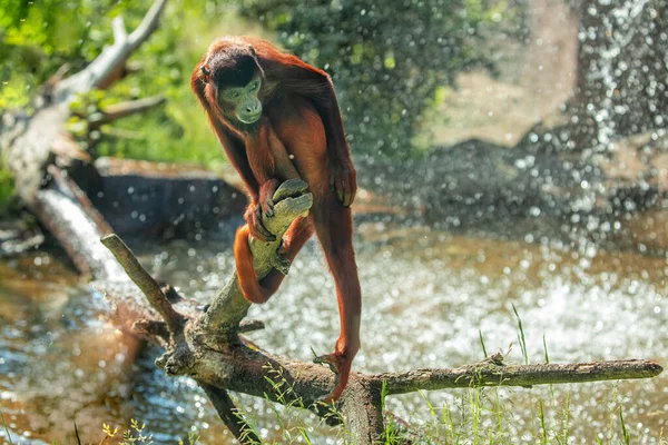 Mantolu Kahverengi Uluyan Maymun Alouatta Palliata Gürültülü Primat Latin Amerika — Stok fotoğraf