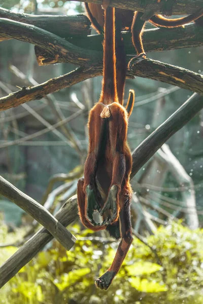Mono Aullador Marrón Manto Alouatta Palliata Ruidoso Primate Bosques Bosques — Foto de Stock