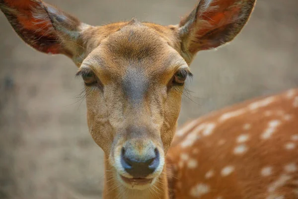 肖像画小鹿看相机 野生动物和大自然的背景 柏林动物园 — 图库照片