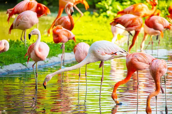 Prachtige Amerikaanse Flamingo Wandelen Het Water Met Groene Grassen Achtergrond — Stockfoto