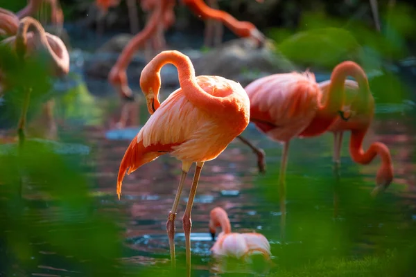 Prachtige Amerikaanse Flamingo Wandelen Het Water Met Groene Grassen Achtergrond — Stockfoto