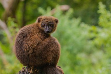 Uzun, güzel kuyruklu kırmızı yüzlü bebek lemur. Berlin hayvanat bahçesinde korunan küçük sevimli Madagaskar Hayvanat Bahçesi. Doğa geçmişi. Nadir bulunan hayvanlar güvenlik kavramını