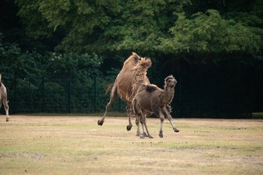 Berlin Hayvanat Bahçesi Berlin 'de güzel develer. Küçük bebekli aile, doğa geçmişi