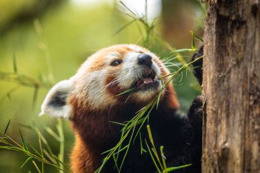 Kırmızı panda yürüyen ağacı yakın plan. Canlı doğal bir geçmişi var. Nesli tükenmekte olan nadir hayvanların korunması, hayvanat bahçeleri ve seyahat ulusal park konsepti. Berlin Hayvanat Bahçesi