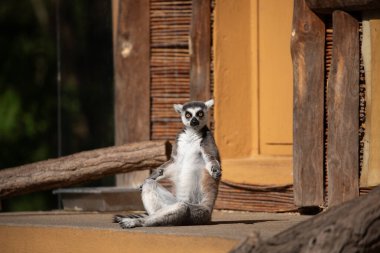 Hayvanat bahçesinde halka kuyruklu lemur (Lemur catta). Doğal arka plan. Endemik hayvan refahı konsepti. Komik şirin hayvan.