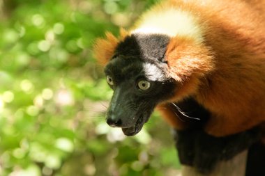 Kırmızı yakutlu lemur, Varecia Rubra, dalın üstünden izliyor. Berlin Hayvanat Bahçesi 'nde nadir görülen bir koruma ve bakım. Sevimli komik hayvan. Canlı doğa arkaplanı.