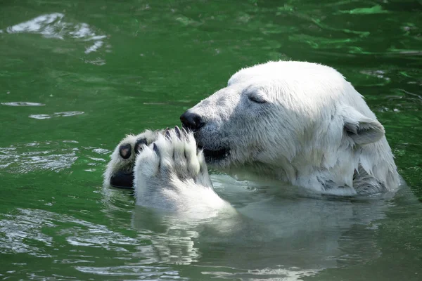 Lustiger Weißer Eisbär Sitzt Lustiger Pose Und Spielt Berliner Zoo — Stockfoto