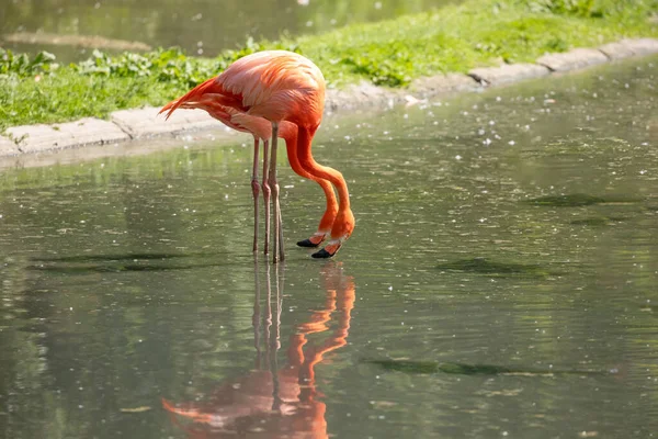 Beautiful American Flamingos Walking Water Green Grasses Background Vivid Natural — Stock Photo, Image
