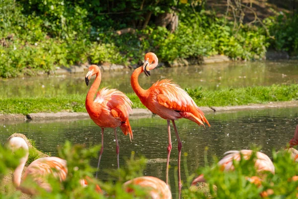 Beautiful American Flamingos Walking Water Green Grasses Background Vivid Natural — Stock Photo, Image