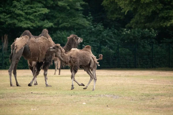 Belos Camelos Jardim Zoológico Berlim Berlim Família Com Bebê Pequeno — Fotografia de Stock
