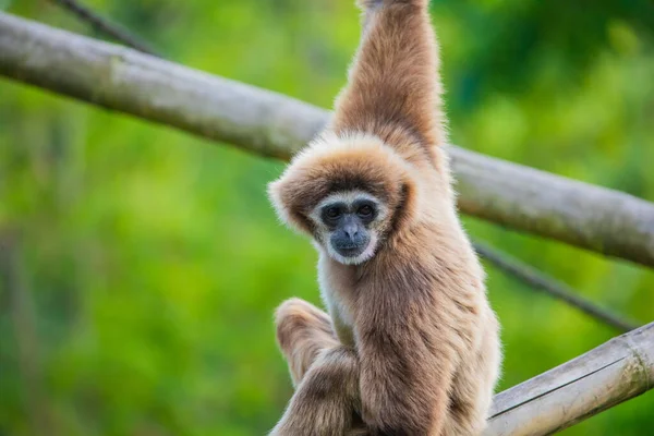 Saut Gibbon Mains Blanches Fond Vert Naturel Animaux Dans Concept — Photo