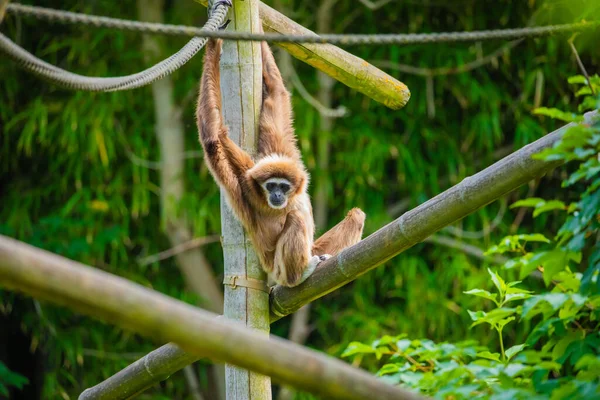 Saut Gibbon Mains Blanches Fond Vert Naturel Animaux Dans Concept — Photo