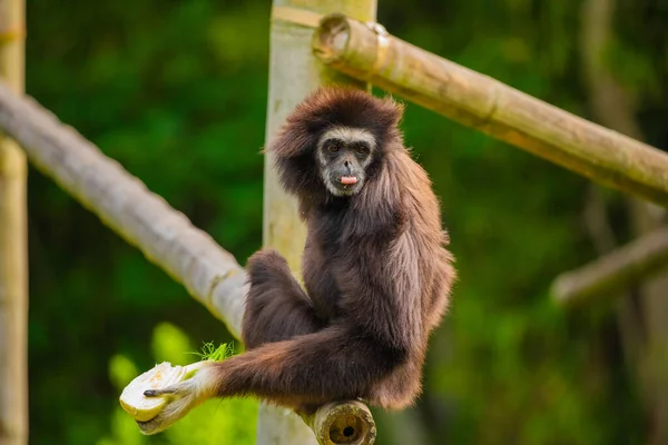 Ασπρόχειρος Γίβββββωνας Φυσικό Πράσινο Φόντο Ζώα Ζωολογικό Κήπο Πίθηκος — Φωτογραφία Αρχείου