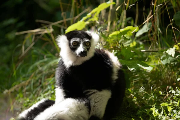 Black White Ruffed Lemur Cute Animal Vivid Nature Background Rare — Stock Photo, Image