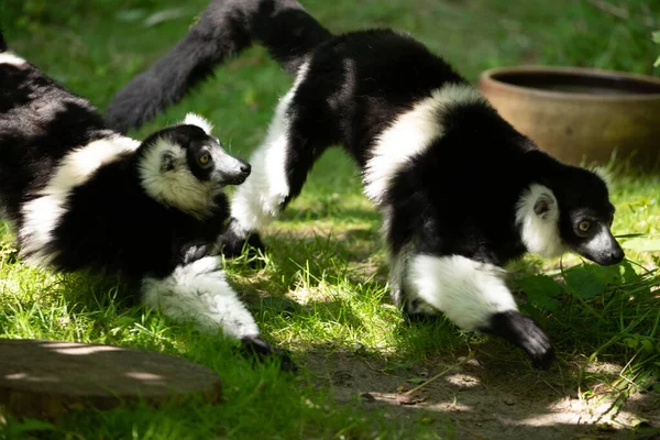 黒と白のラフドレムールかわいい動物 鮮やかな自然の背景 ベルリン動物園で希少なエンドミック保護とケアコンセプト — ストック写真