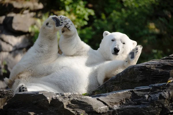 有趣的白北极熊以滑稽的姿势坐在柏林动物园里玩耍 大自然的动物背景 保护野生动物和全球变暖概念 图库图片