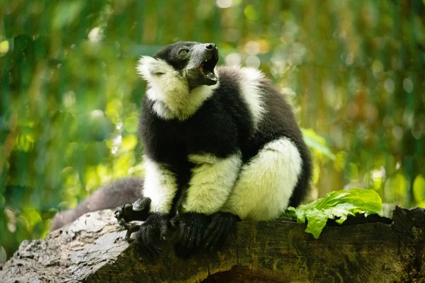 Lémur Volants Noir Blanc Animal Mignon Fond Naturel Vif Concept — Photo