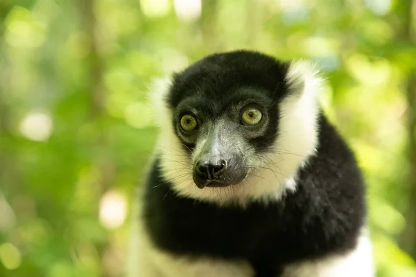 Μαύρο Και Άσπρο Ruffed Lemur Χαριτωμένο Ζώο Ζωηρό Φόντο Της — Φωτογραφία Αρχείου