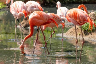 Suyun içinde yeşil otlarla yürüyen güzel Amerikan flamingoları. Canlı doğal bir geçmişi var. seyahat ve kuşlar hayvanat bahçesi konsepti