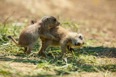 Siyah kuyruklu çayır köpeği (Cynomys ludovicianus) küçük çevik neşeli sosyal hayvan. Doğa arkaplanı