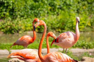 Suyun içinde yeşil otlarla yürüyen güzel Amerikan flamingoları. Canlı doğal bir geçmişi var. seyahat ve kuşlar hayvanat bahçesi konsepti