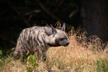 Yetişkin Çizgili Sırtlan (Hyaena hyaena) ayakta duruyor. Bulanık doğal hayvan geçmişi. Berlin hayvanat bahçesinde vahşi bir leş avcısı..