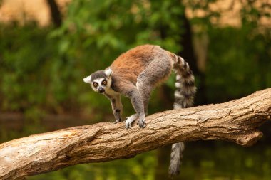 Hayvanat bahçesinde halka kuyruklu lemur (Lemur catta). Doğal arka plan. Endemik hayvan refahı konsepti. Komik şirin hayvan.