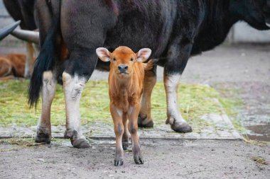 gayal (Bos frontalis), Drung ox mithun. Küçük yeni doğmuş boğa annesinden süt içiyor ve kameraya bakıyor. tarım ve doğa kavramı