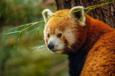 Kırmızı panda yürüyen ağacı yakın plan. Canlı doğal bir geçmişi var. Nesli tükenmekte olan nadir hayvanların korunması, hayvanat bahçeleri ve seyahat ulusal park konsepti. Berlin Hayvanat Bahçesi