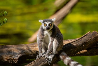 Hayvanat bahçesinde halka kuyruklu lemur (Lemur catta). Doğal arka plan. Endemik hayvan refahı konsepti. Komik şirin hayvan.