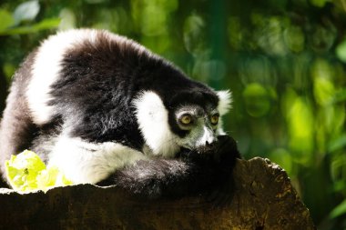 Siyah beyaz yakalı Lemur şirin bir hayvan. Canlı bir doğa geçmişi var. Berlin Hayvanat Bahçesi 'nde nadir görülen bir koruma ve bakım konsepti