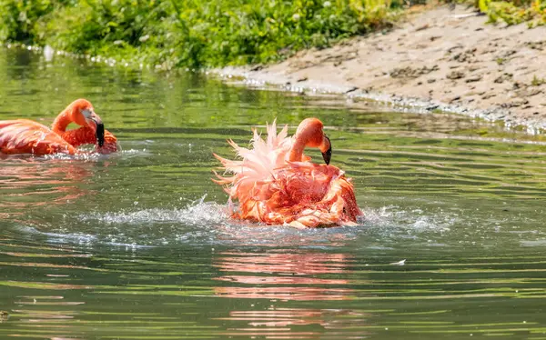 Smukke Amerikanske Flamingoer Vandrer Vand Med Grønne Græsser Baggrund Levende - Stock-foto