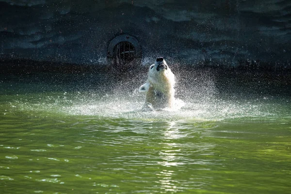 Grappige Witte Ijsbeer Zittend Grappige Houding Spelend Berlijnse Dierentuin Natuur — Stockfoto