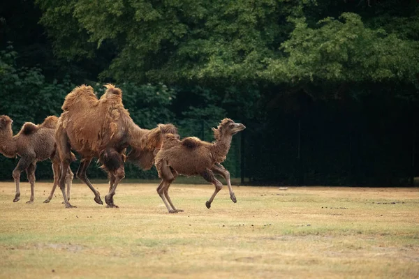 Hermosos Camellos Zoológico Berlín Berlín Familia Con Bebé Fondo Naturaleza —  Fotos de Stock