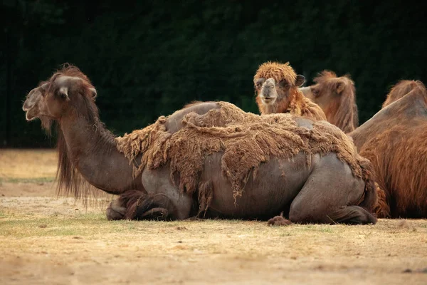 Красивые Верблюды Берлинском Зоопарке Берлина Семья Маленьким Ребенком Природные Условия — стоковое фото