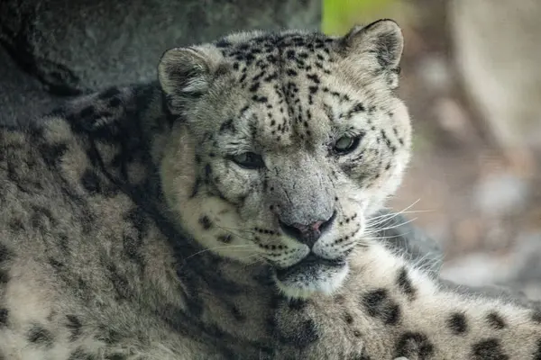 Leopardo Blanco Grande Nieve Miente Con Los Ojos Amarillos Que — Foto de Stock