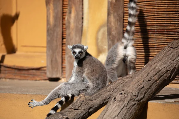Ringstaartmaki Lemur Catta Dierentuin Natuurlijke Achtergrond Endemisch Dierenwelzijnsconcept Grappig Schattig — Stockfoto