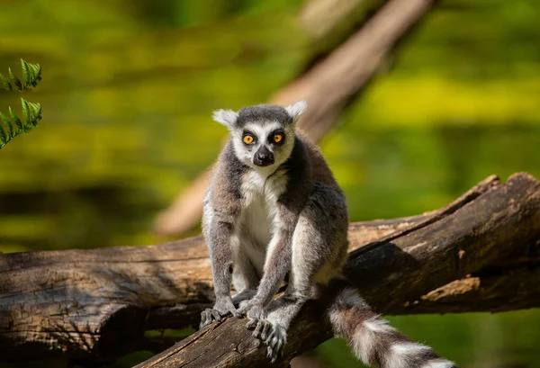 Λεμούριος Κυκλική Ουρά Lemur Catta Στο Ζωολογικό Κήπο Φυσικό Υπόβαθρο — Φωτογραφία Αρχείου
