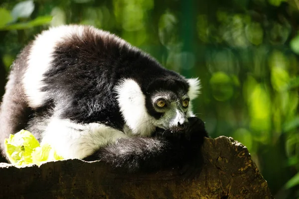 Black White Ruffed Lemur Cute Animal Vivid Nature Background Rare — Stock Photo, Image