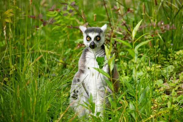 Ring Tailed Lemur Lemur Catta Zoo Natural Background Endemic Animal Royalty Free Stock Images