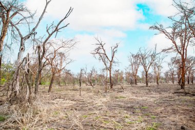 Afrika 'daki gölde ölü ağaçlar duruyor. Küresel ısınma, iklim felaketi konsepti. Tanzanya, Maniara Milli Parkı. Işık suyunun arka planında yaprakları olmayan güzel Afrika ağaçları