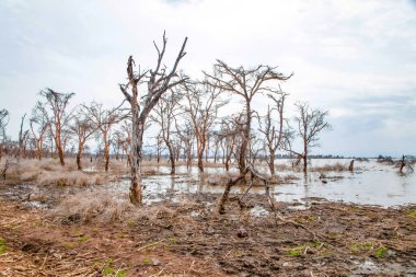 Afrika 'daki gölde ölü ağaçlar duruyor. Küresel ısınma, iklim felaketi konsepti. Tanzanya, Maniara Milli Parkı. Işık suyunun arka planında yaprakları olmayan güzel Afrika ağaçları