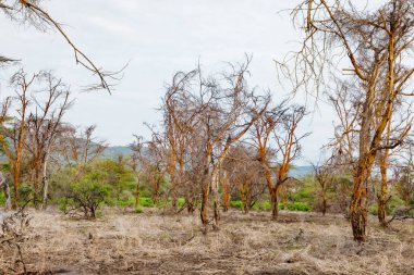 Afrika 'daki gölde ölü ağaçlar duruyor. Küresel ısınma, iklim felaketi konsepti. Tanzanya, Maniara Milli Parkı. Işık suyunun arka planında yaprakları olmayan güzel Afrika ağaçları